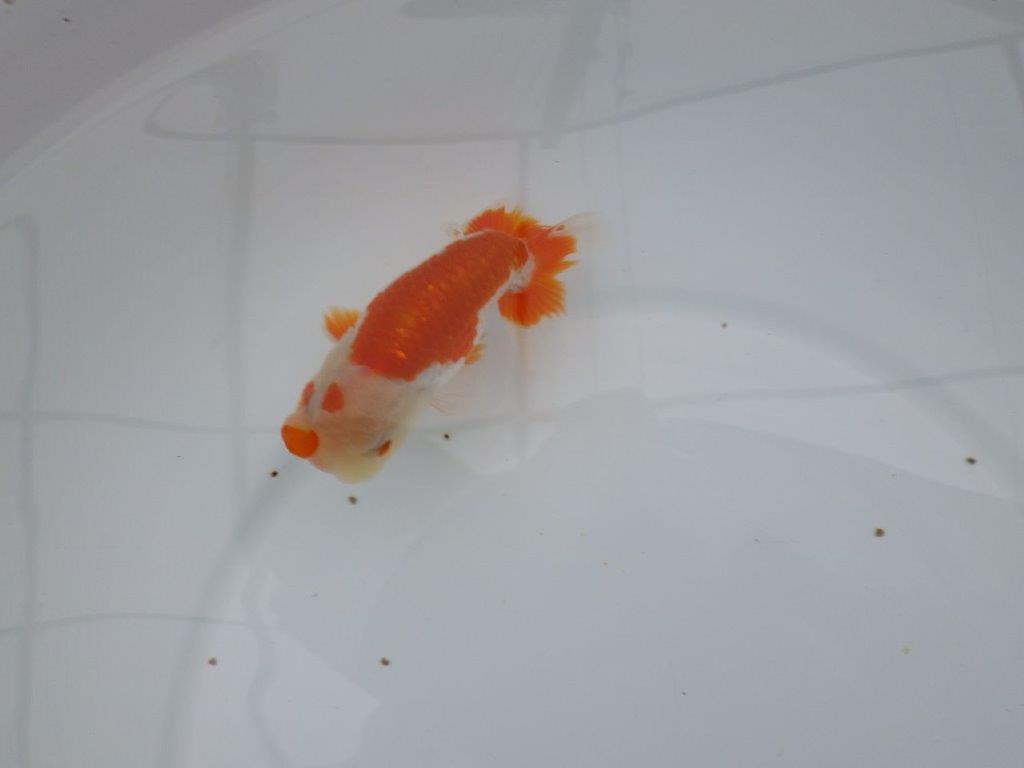 【管理魚】頭が良く雰囲気の良い更紗らんちゅう　二歳魚　 　約12ｃｍ  オス？