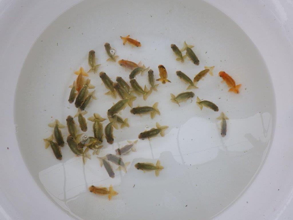 【本物です！】愛知　山田芳人氏のらんちゅう　５尾セット（中）　約6ｃｍ～　限定２