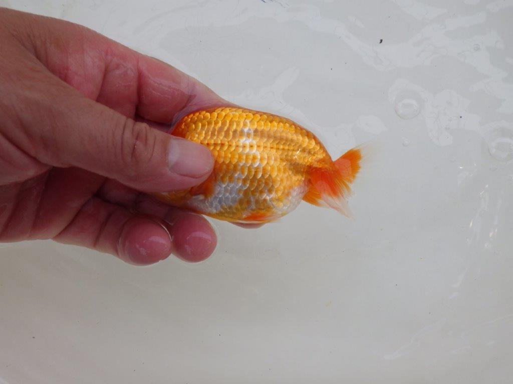 【愛知M 様】柄・背、腰のラインが綺麗な当歳らんちゅう 約11,5㎝