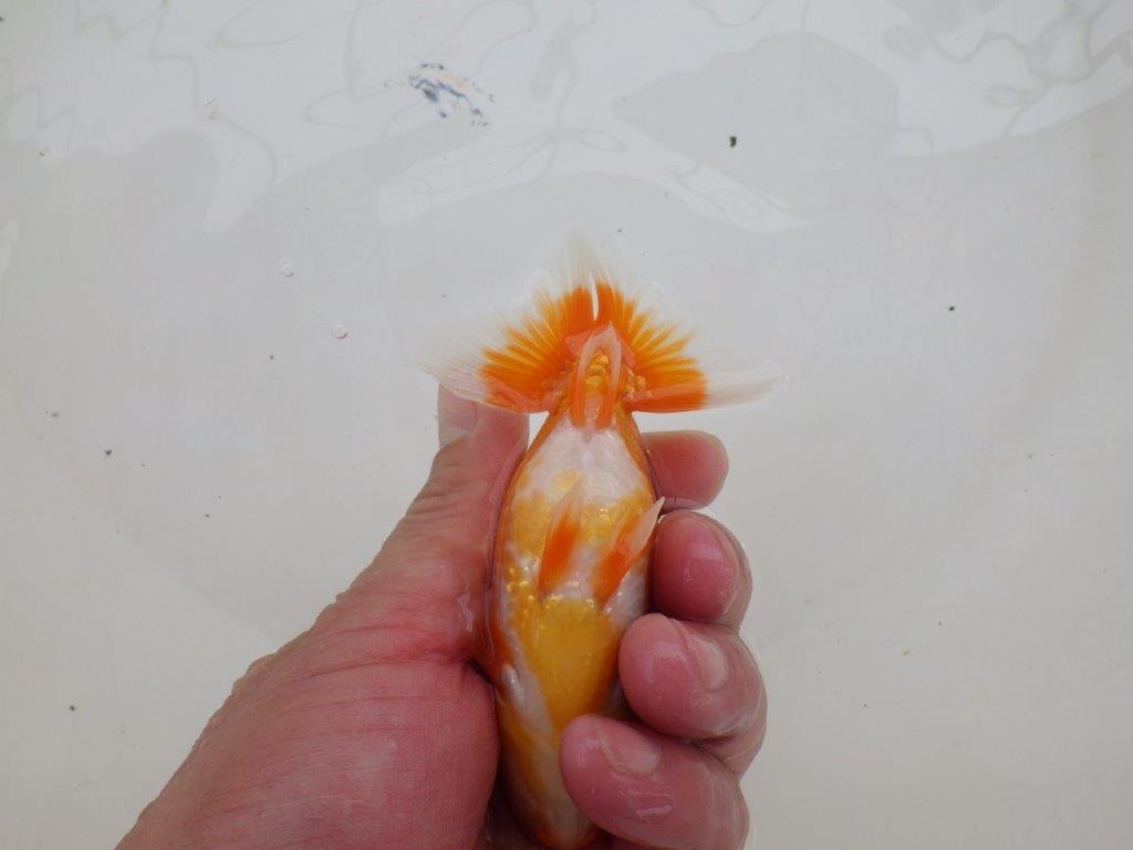 【愛知M 様】柄・背、腰のラインが綺麗な当歳らんちゅう 約11,5㎝