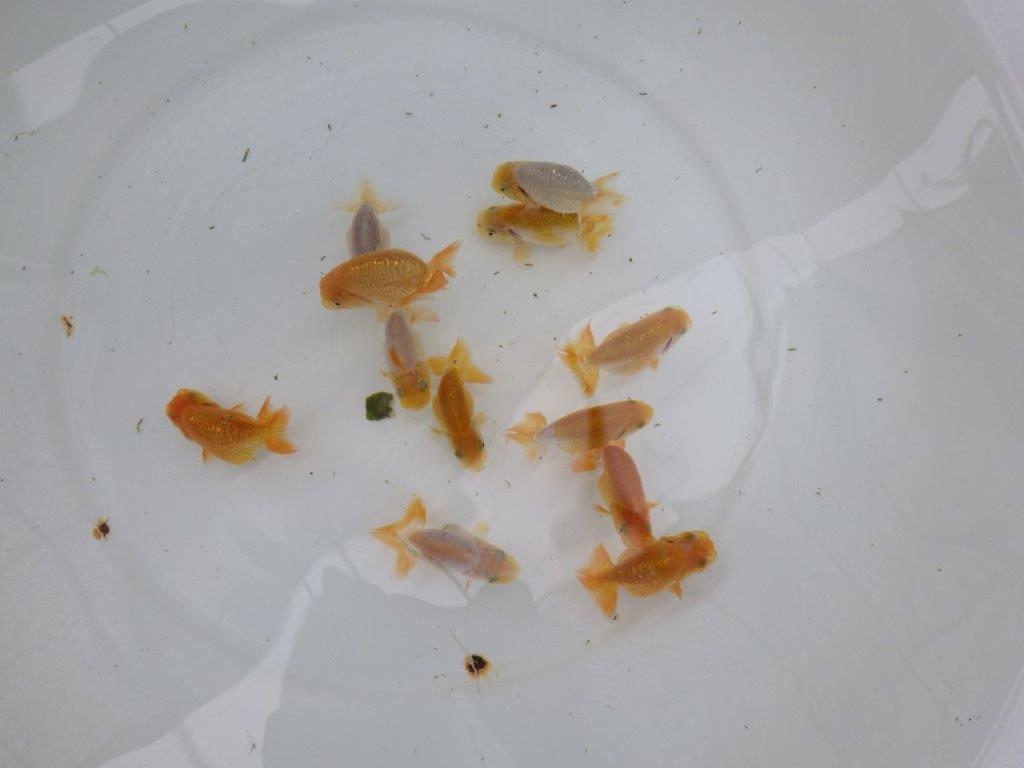 【激レア　純血　系統魚！】愛知　山田芳人氏のらんちゅう　３尾セット（大）　約7ｃｍ～　あと１セット