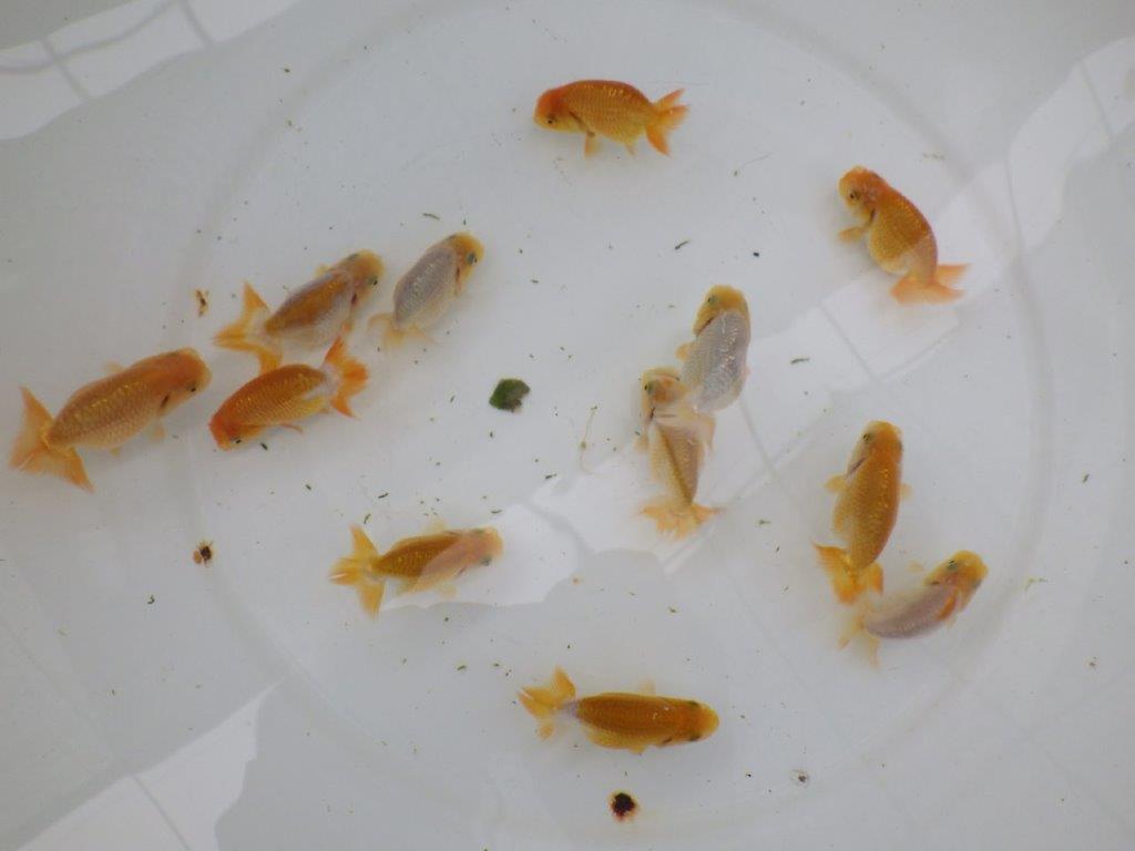 【激レア　純血　系統魚！】愛知　山田芳人氏のらんちゅう　３尾セット（大）　約7ｃｍ～　あと１セット