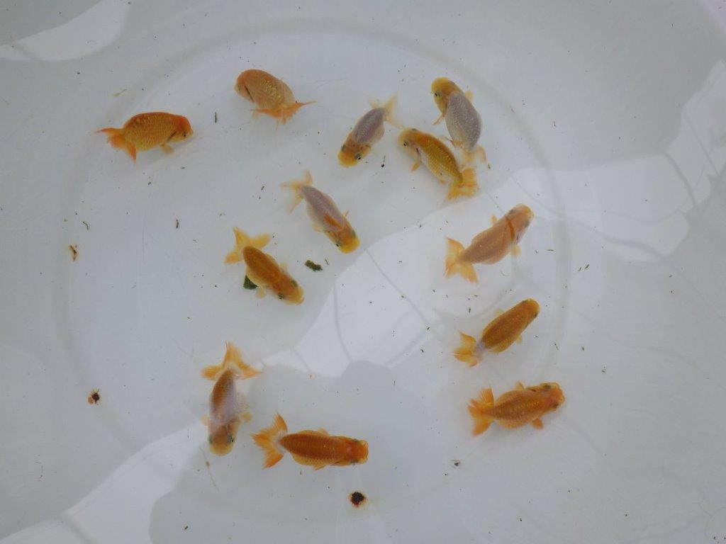 【激レア　純血　系統魚！】愛知　山田芳人氏のらんちゅう　３尾セット（大）　約7ｃｍ～　あと１セット
