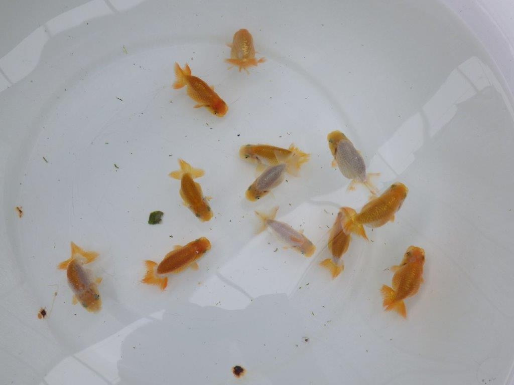 【激レア　純血　系統魚！】愛知　山田芳人氏のらんちゅう　３尾セット（大）　約7ｃｍ～　あと１セット