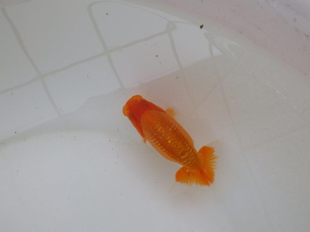 【愛知M 様】尾の雰囲気が良く上見が映える当歳らんちゅう 約11㎝