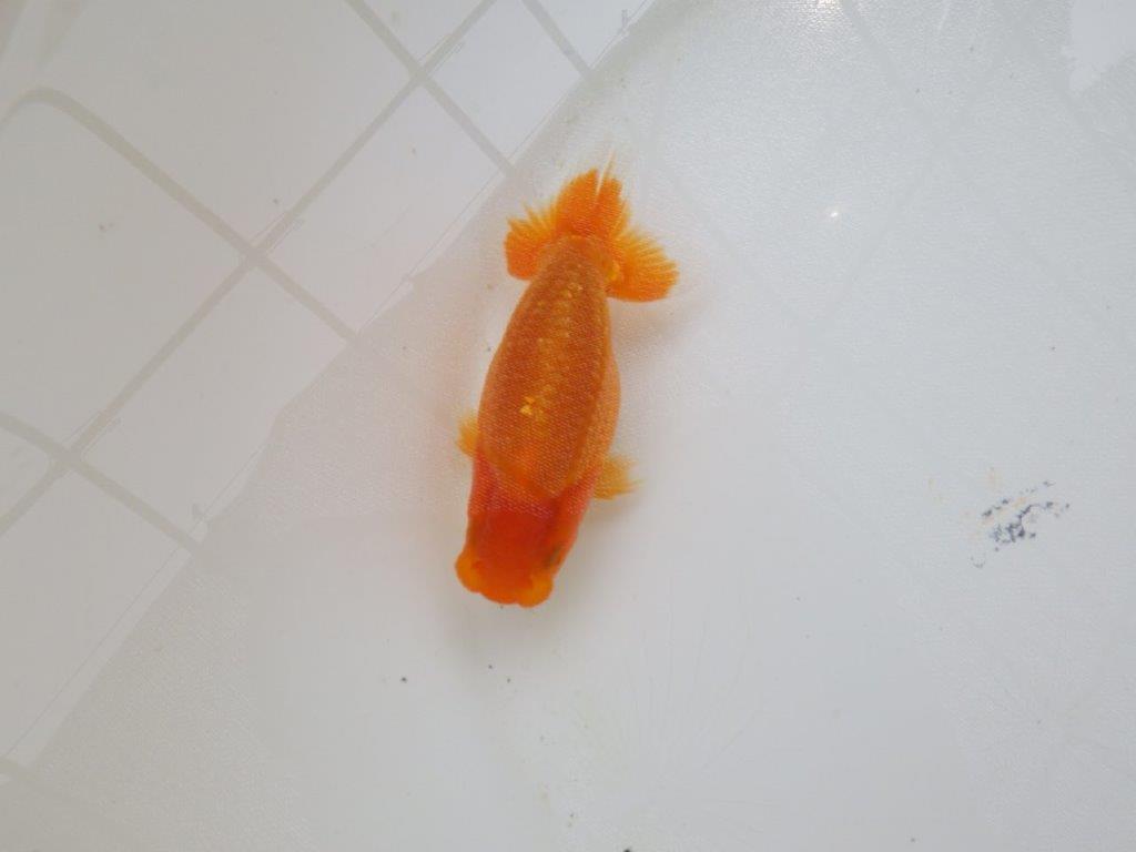 【愛知M 様】魚っぷりの良い当歳らんちゅう 約10,5㎝