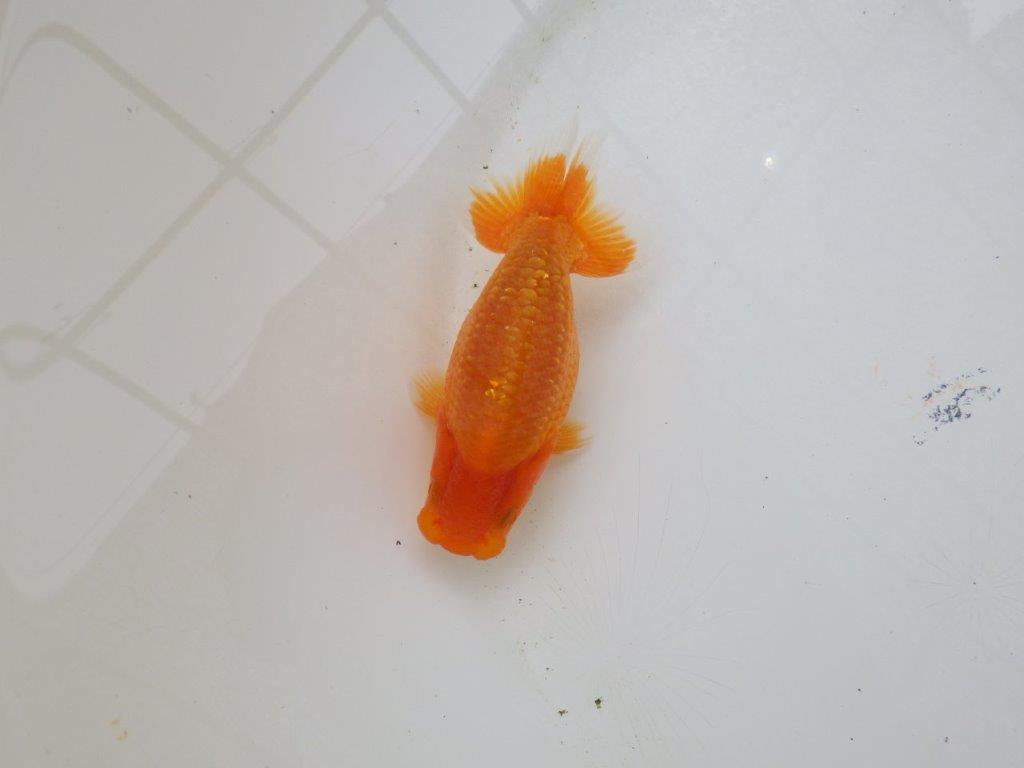 【愛知M 様】魚っぷりの良い当歳らんちゅう 約10,5㎝