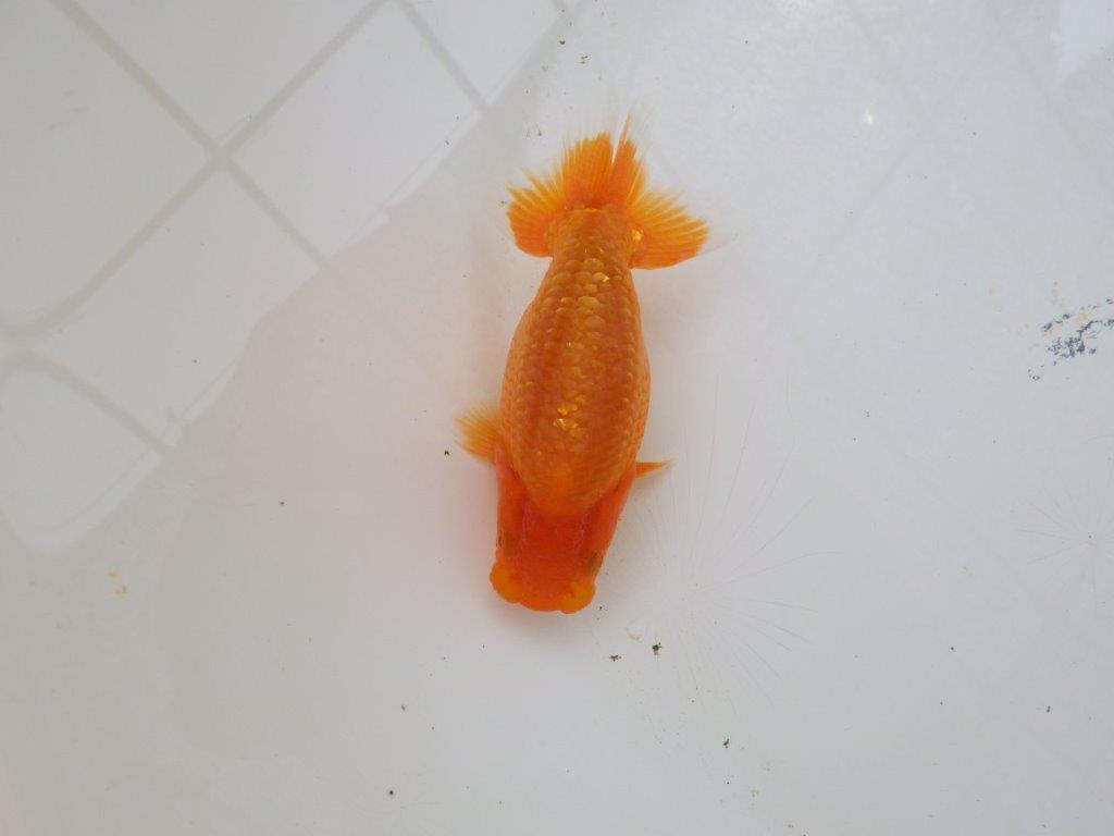 【愛知M 様】魚っぷりの良い当歳らんちゅう 約10,5㎝