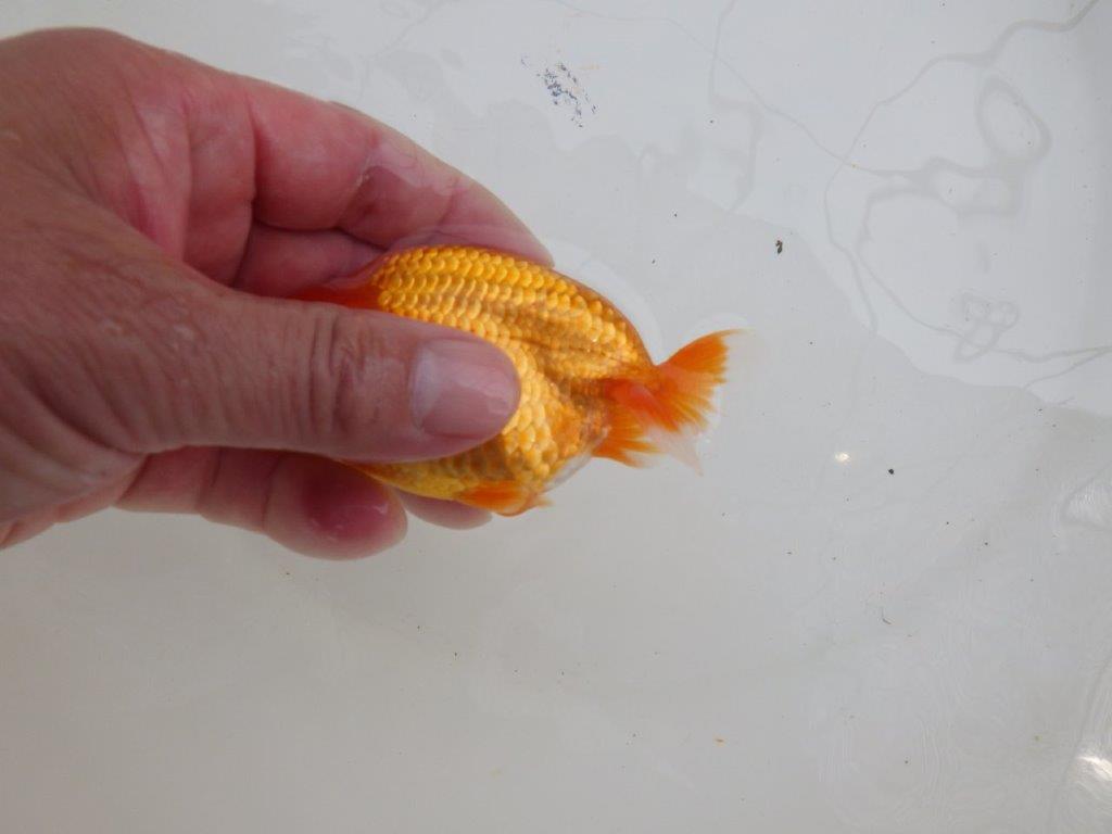 【愛知M 様】魚っぷりの良い当歳らんちゅう 約10,5㎝