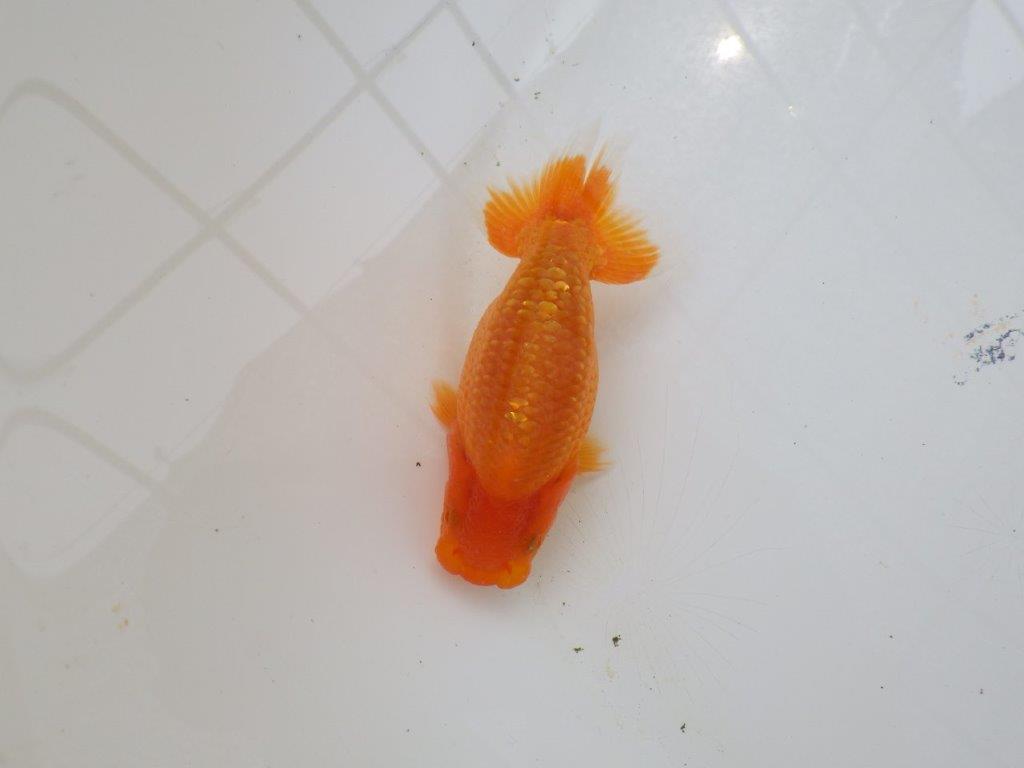 【愛知M 様】魚っぷりの良い当歳らんちゅう  約10,5㎝の上身