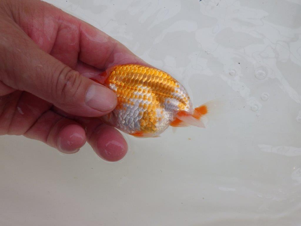 【愛知M 様】上からも横からのご鑑賞がおすすめな当歳らんちゅう 約11㎝