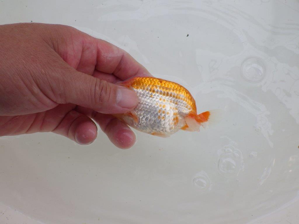【愛知M 様】魅力が多数!ご鑑賞お勧め当歳らんちゅう 約11㎝