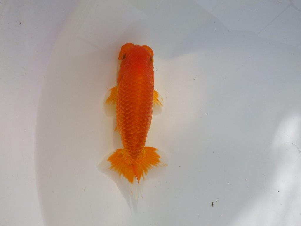 【管理魚】ご鑑賞お勧め弐歳らんちゅう 約14,5㎝オス