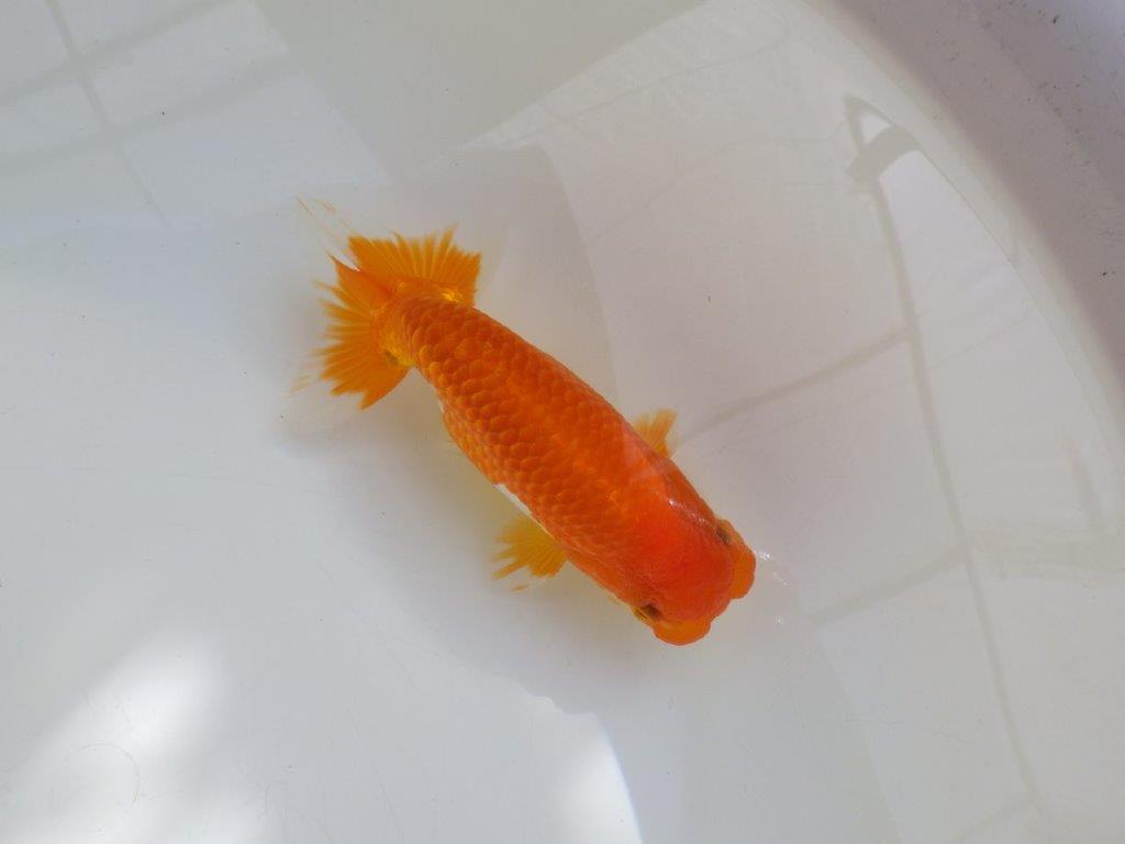 【管理魚】ご鑑賞お勧め弐歳らんちゅう 約14,5㎝オス