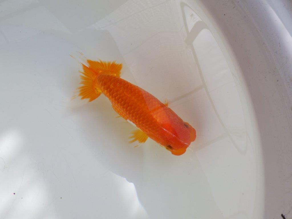 【管理魚】ご鑑賞お勧め弐歳らんちゅう 約14,5㎝オス