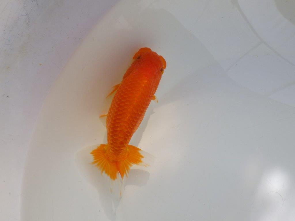 【管理魚】ご鑑賞お勧め弐歳らんちゅう 約14,5㎝オス