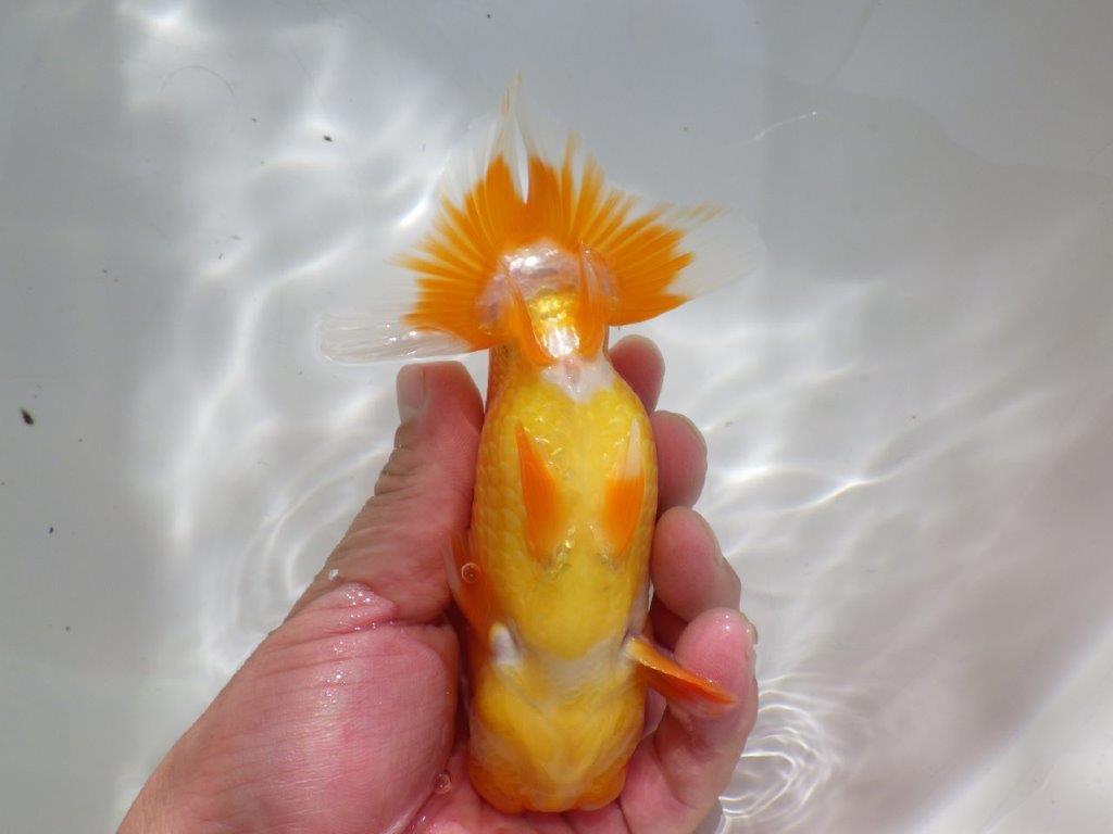【管理魚】ご鑑賞お勧め弐歳らんちゅう 約14,5㎝オス