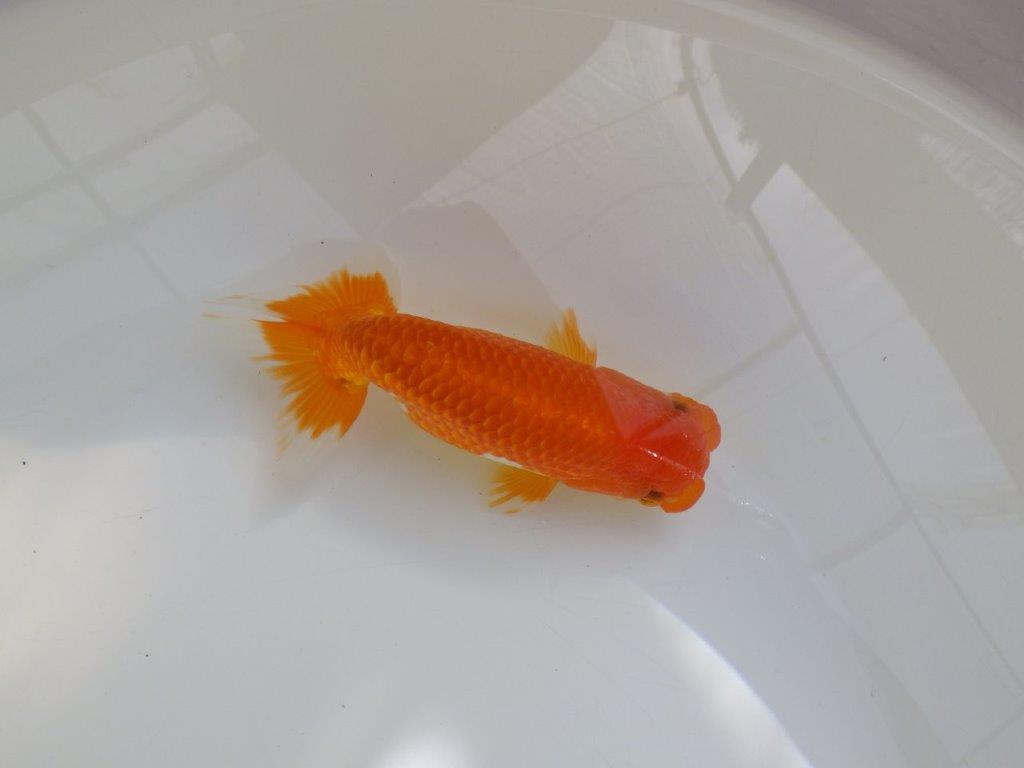 【管理魚】ご鑑賞お勧め弐歳らんちゅう 約14,5㎝オス