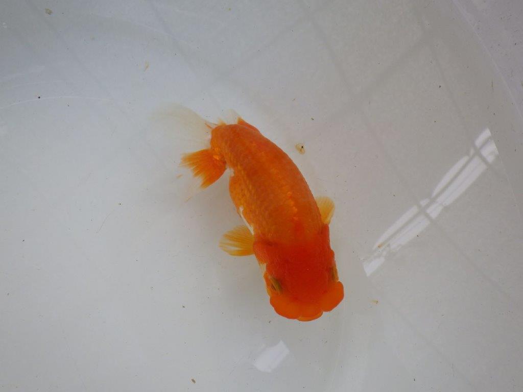 【管理魚】素晴らしいフンタン!ご鑑賞お勧め弐歳らんちゅう 約14,5㎝メス