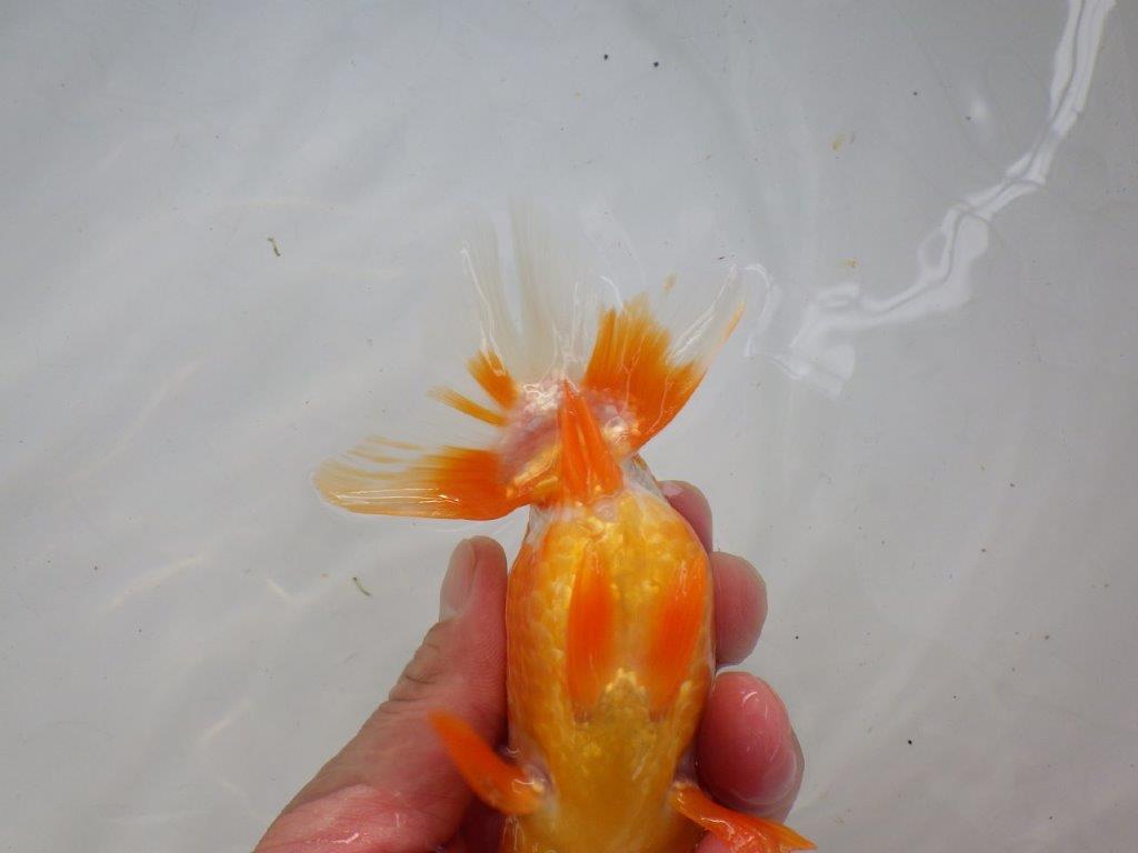 【管理魚】素晴らしいフンタン!ご鑑賞お勧め弐歳らんちゅう 約14,5㎝メス