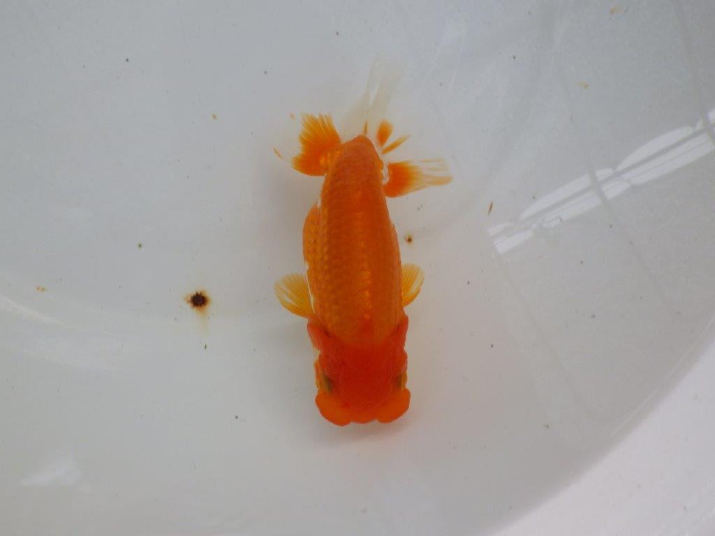 【管理魚】素晴らしいフンタン!ご鑑賞お勧め弐歳らんちゅう 約14,5㎝メス