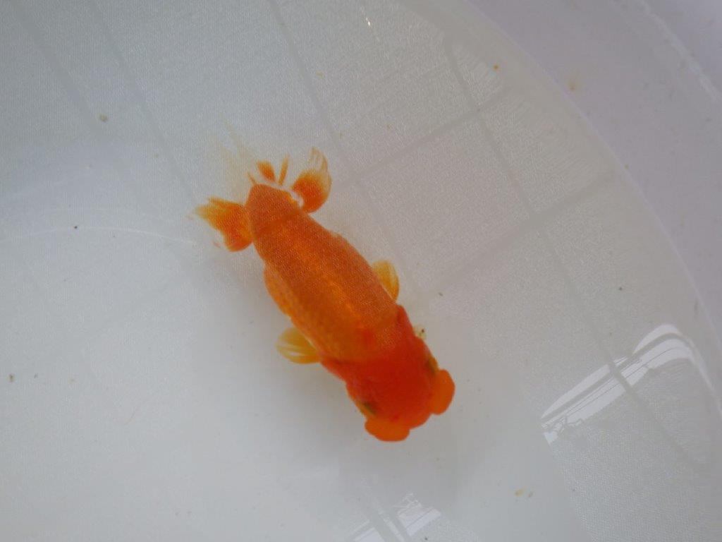 【管理魚】素晴らしいフンタン!ご鑑賞お勧め弐歳らんちゅう 約14,5㎝メス