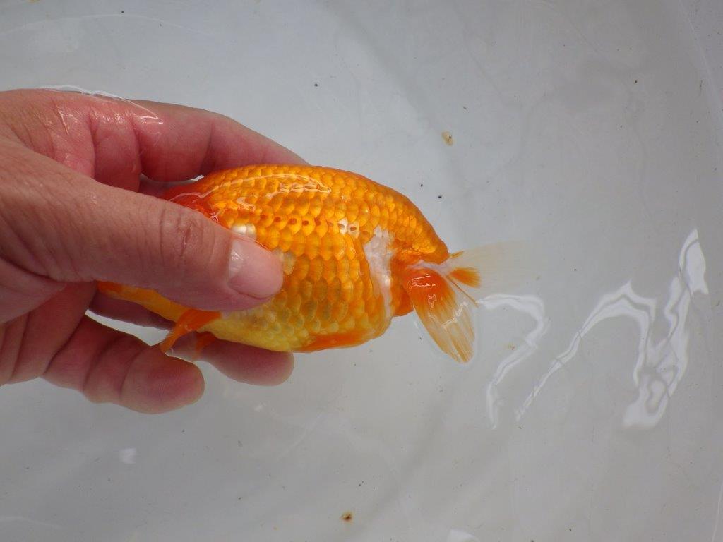 【管理魚】素晴らしいフンタン!ご鑑賞お勧め弐歳らんちゅう 約14,5㎝メス