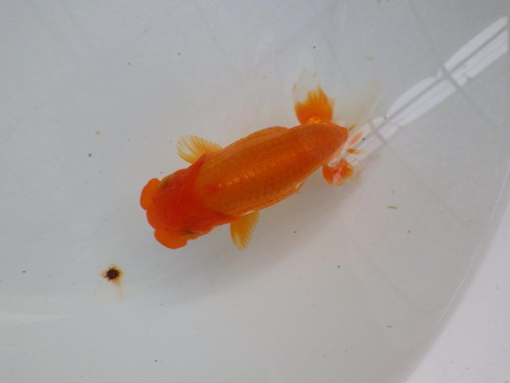 【管理魚】素晴らしいフンタン!ご鑑賞お勧め弐歳らんちゅう 約14,5㎝メス