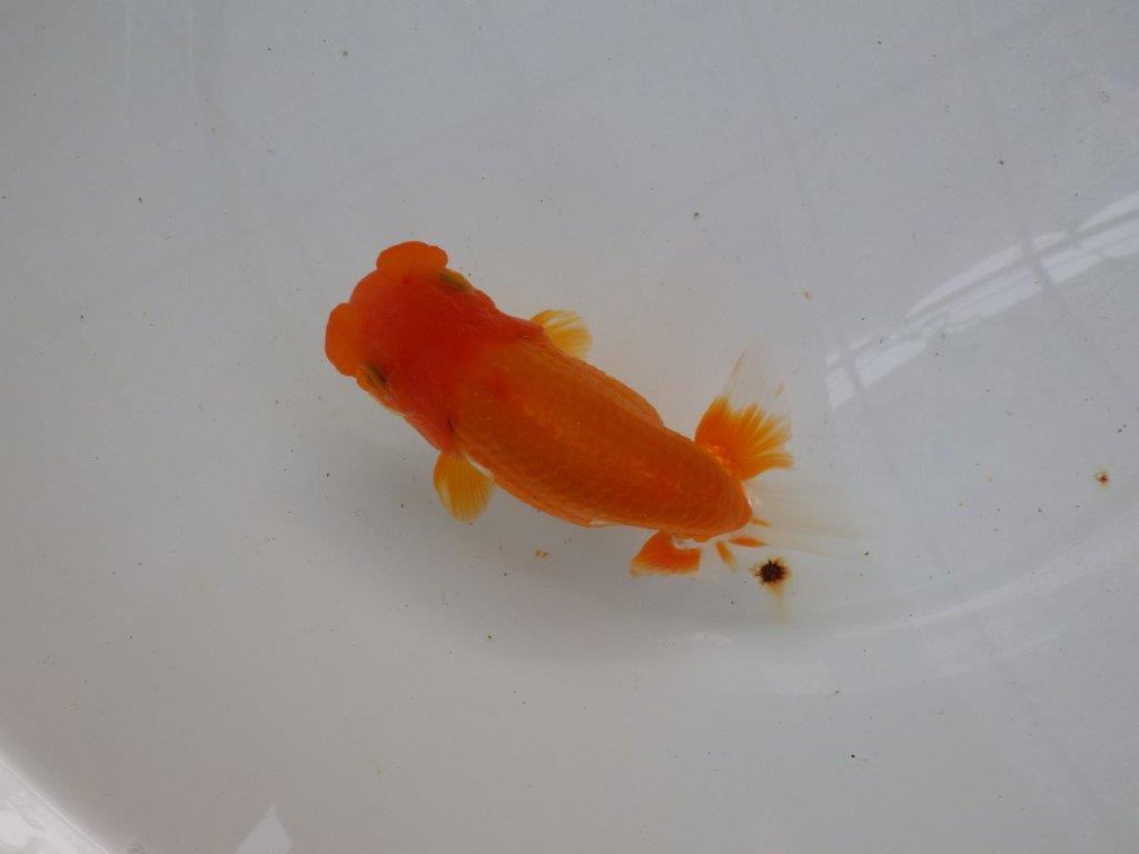 【管理魚】素晴らしいフンタン!ご鑑賞お勧め弐歳らんちゅう 約14,5㎝メス