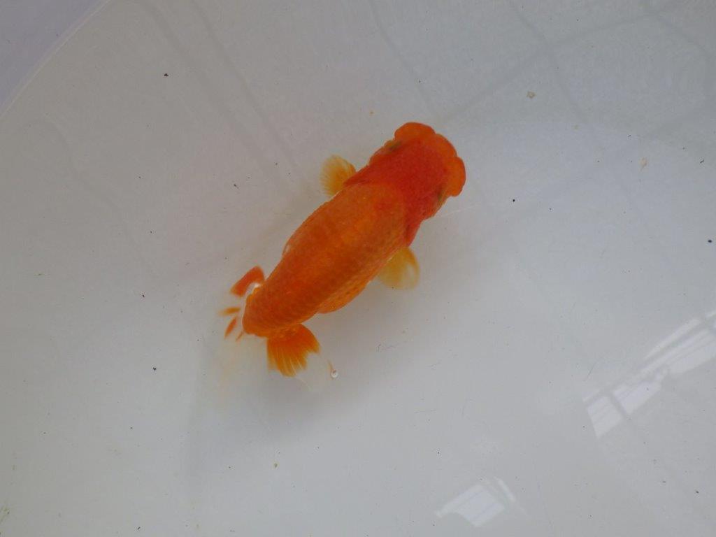 【管理魚】素晴らしいフンタン!ご鑑賞お勧め弐歳らんちゅう 約14,5㎝メス