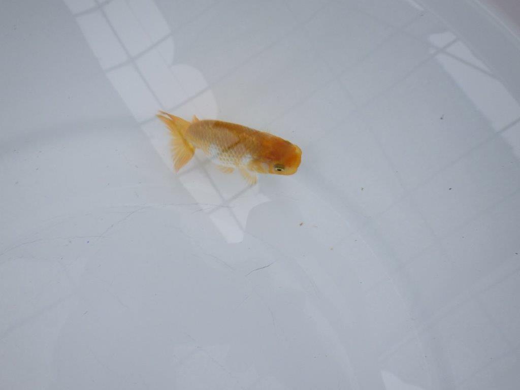 【 約１週間の期間限定販売】魚の雰囲気がとても良い更紗　約8㎝　性別不明【 岡山村上暢彦氏作】