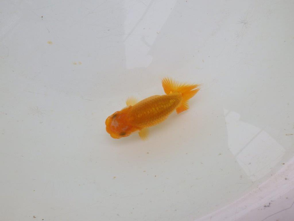愛知超優良系統 】魚っぷりの良い当歳らんちゅう約8,5㎝ / らんちゅう 愛知超優良系統 】魚っぷりの良い当歳らんちゅう約8,5㎝ / らんちゅう