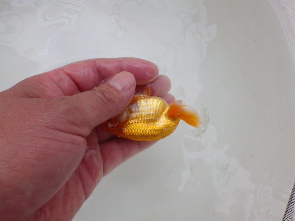 愛知超優良系統 】魚っぷりの良い当歳らんちゅう約8,5㎝ / らんちゅう