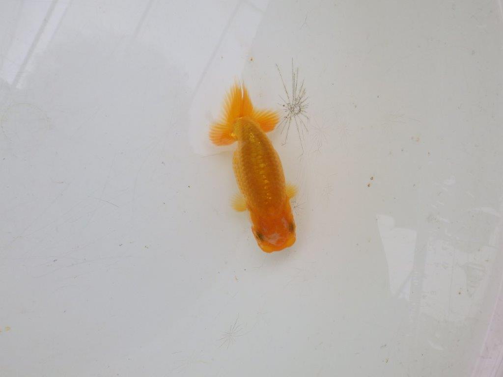 愛知超優良系統 】魚っぷりの良い当歳らんちゅう約8,5㎝ / らんちゅう 愛知超優良系統 】魚っぷりの良い当歳らんちゅう約8,5㎝ / らんちゅう