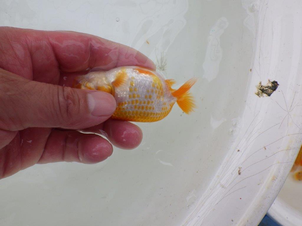 らんちゅう 優良系統 綺麗な更紗 10cm前後 愛知超優良系統 】飼い込みお勧め綺麗な更紗！当歳らんちゅう約8,5