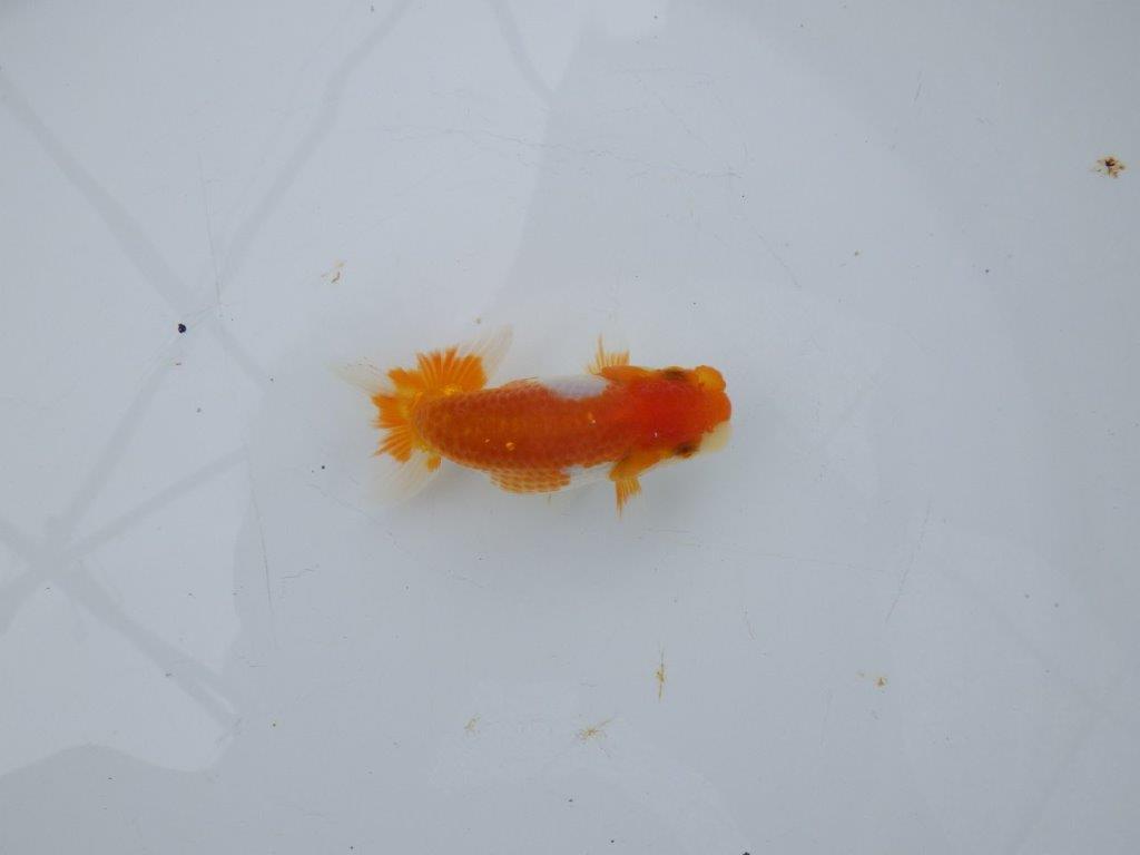 【日らん優等賞獲得ブリーダー】両面綺麗な柄の当歳らんちゅう約8,5㎝