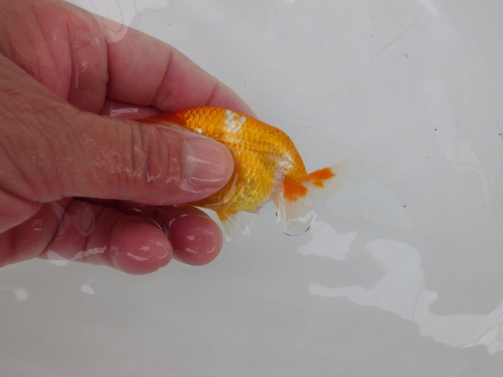 【日らん優等賞獲得ブリーダー】フンタン＆尾型、構えの良い当歳らんちゅう約8,5㎝