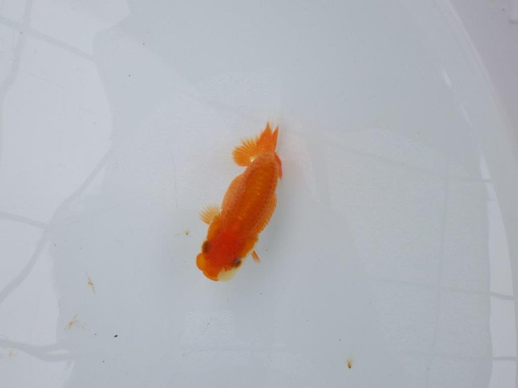 【日らん優等賞獲得ブリーダー】こちらも両面綺麗な更紗！当歳らんちゅう約8,5㎝