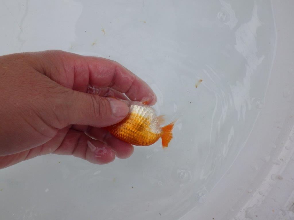 【日らん優等賞獲得ブリーダー】こちらも両面綺麗な更紗！当歳らんちゅう約8,5㎝