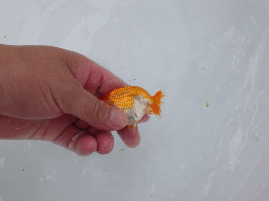 【日らん優等賞獲得ブリーダー】こちらも両面綺麗な更紗！当歳らんちゅう約8,5㎝