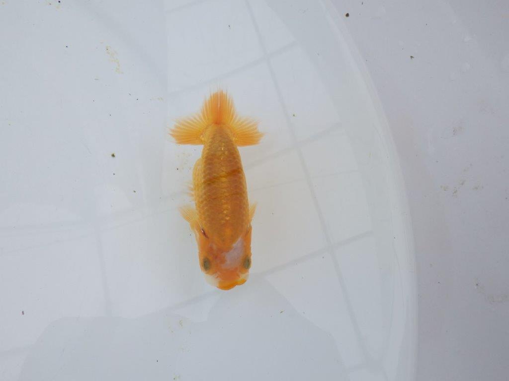 【全国大会東大関獲得ブリーダー 】背、腰も綺麗で楽しめます！当歳らんちゅう約8,5㎝