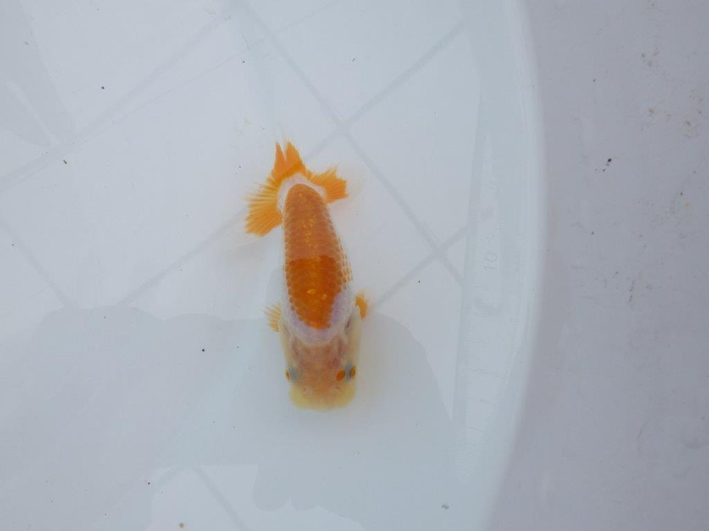 【全国大会東大関獲得ブリーダー 】尾張りも良く柄も綺麗！当歳らんちゅう約9㎝