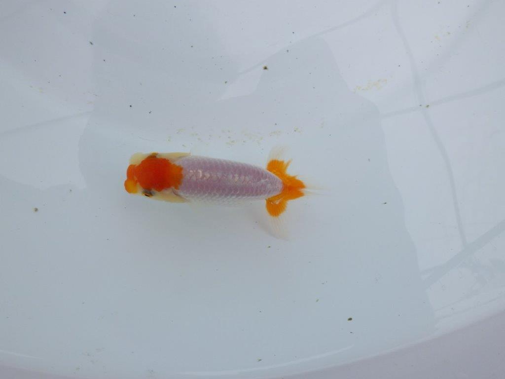 【全国大会東大関獲得ブリーダー 】メリハリの利いた柄でお勧め当歳らんちゅう約8,5㎝