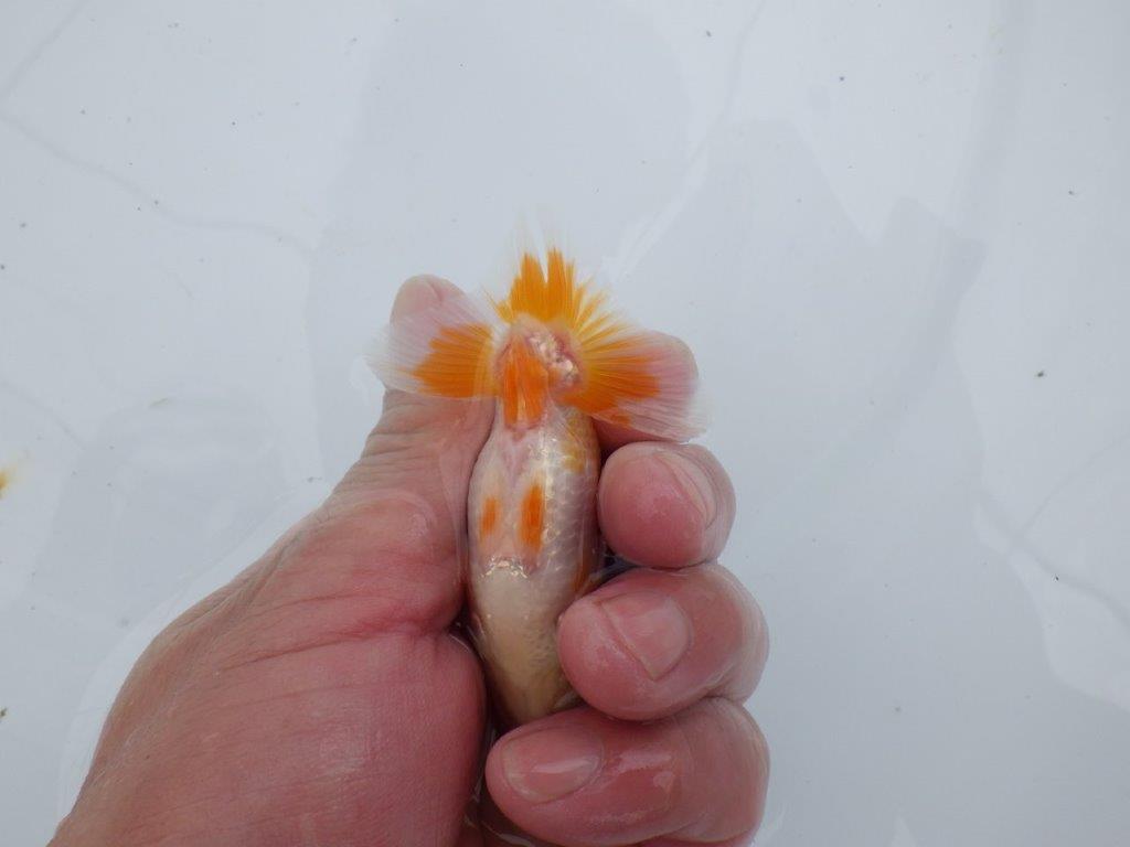 【全国大会東大関獲得ブリーダー 】非常に綺麗な更紗！当歳らんちゅう約8,5㎝