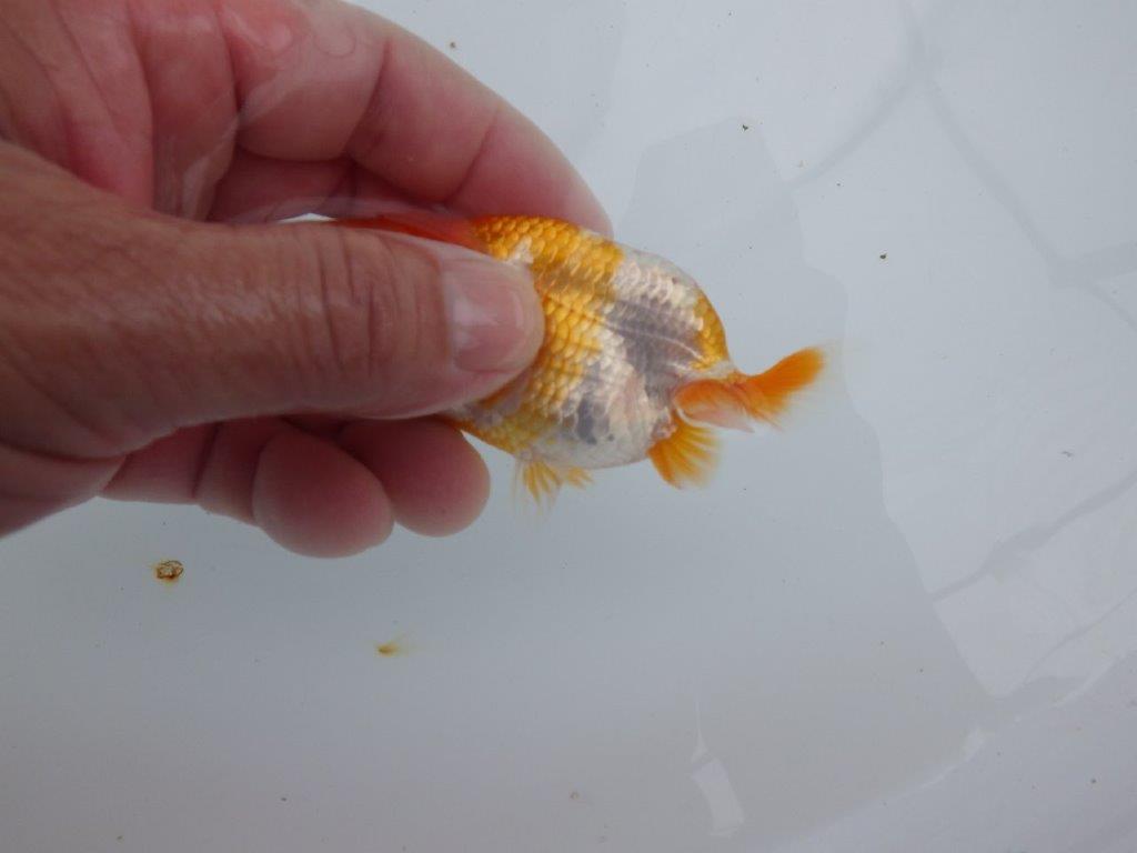 【全国大会東大関獲得ブリーダー 】ご鑑賞お勧め当歳らんちゅう約8,5㎝