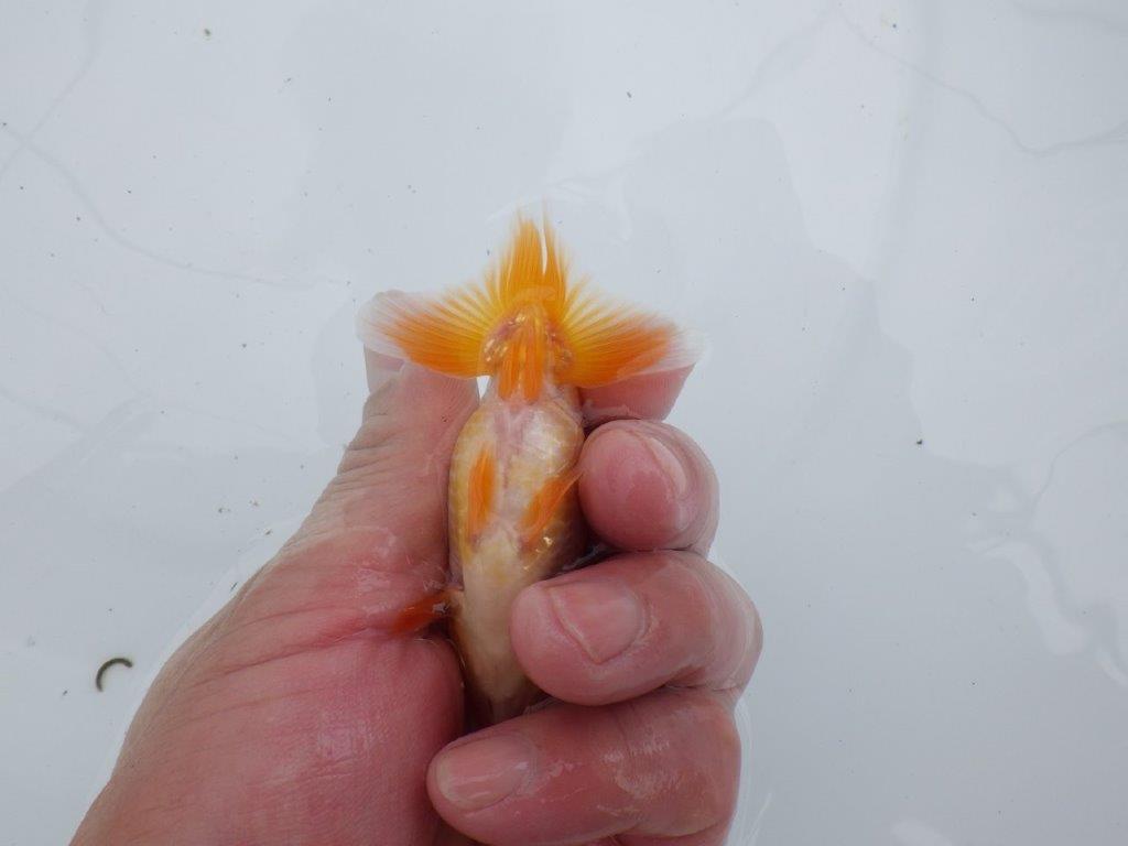【全国大会東大関獲得ブリーダー 】両面の柄が綺麗な当歳らんちゅう約9㎝