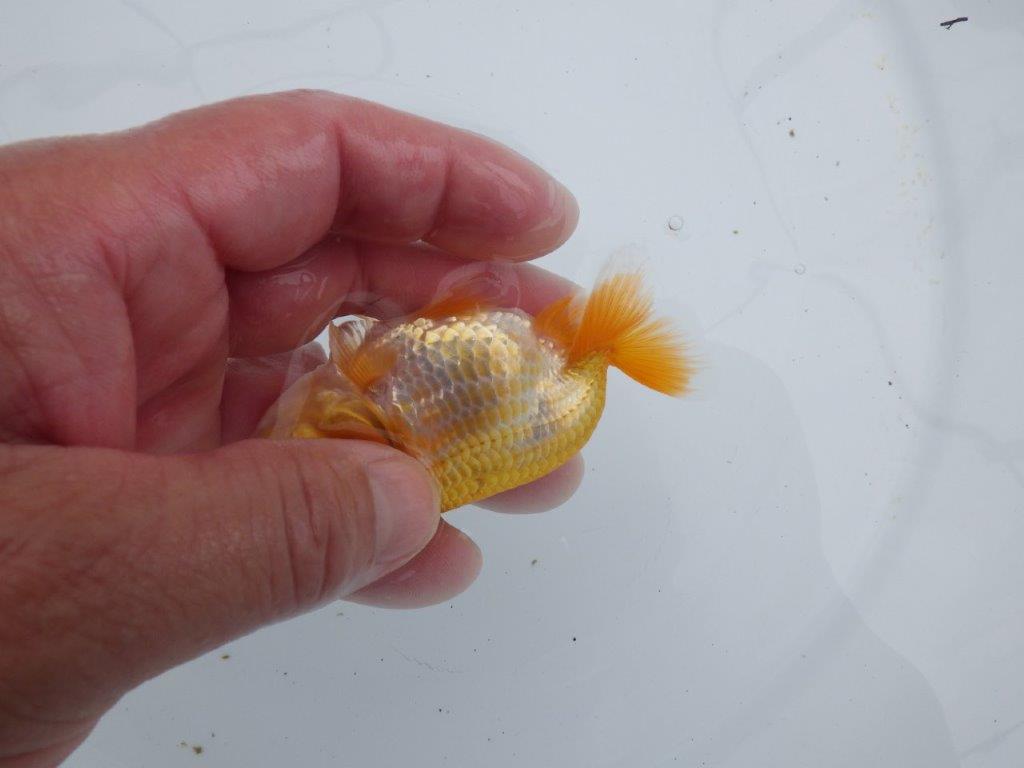 【全国大会東大関獲得ブリーダー 】両面の柄が綺麗な当歳らんちゅう約9㎝