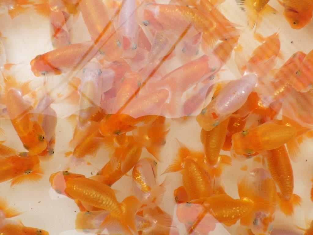 【愛知フンタンブリーダー 】純粋にご鑑賞をお楽しみ頂く１５尾セット当歳らんちゅう約6~8㎝