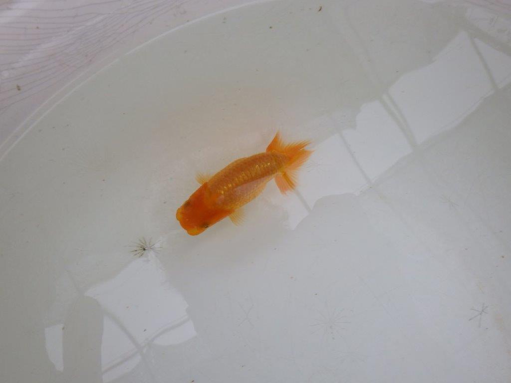 【岡山村上暢彦氏】魚の雰囲気がとても良い当歳らんちゅう約10㎝
