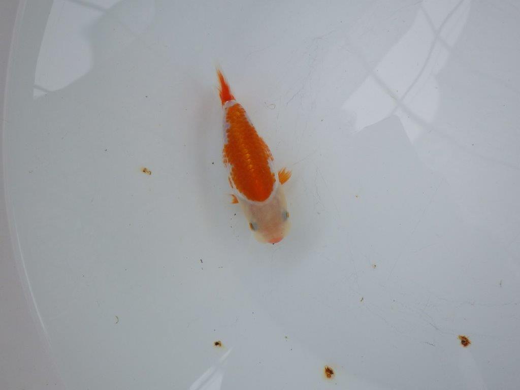 【岡山村上暢彦氏系統】遊び心があって良いですね！フナオらんちゅう約11cm